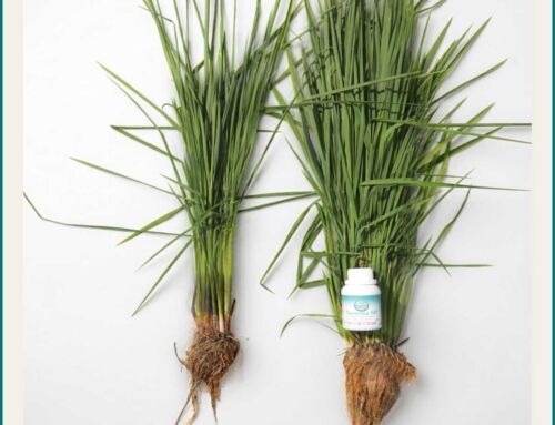 Mengapa Teknologi Nano dalam Pupuk Summa Adalah Masa Depan Pertanian